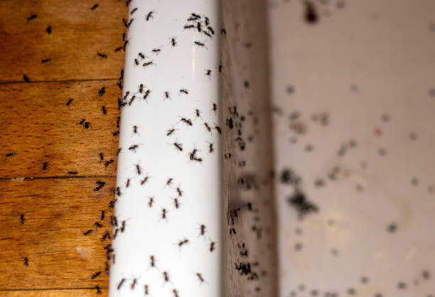 Best Insect Control  in Chandler, TX